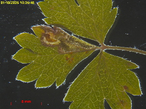  ( - RMNH.INS.31850)  @11 [ ] CreativeCommons  Attribution (by) (2025) Erik J. van Nieukerken-Naturalis Naturalis Biodiversity Center