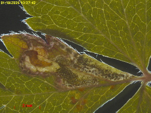  ( - RMNH.INS.31850)  @11 [ ] CreativeCommons  Attribution (by) (2025) Erik J. van Nieukerken-Naturalis Naturalis Biodiversity Center