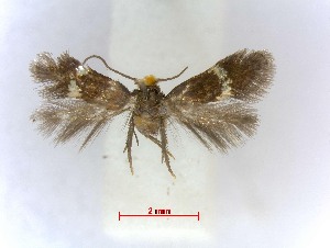  (Bohemannia auriciliella - RMNH.INS.23747)  @12 [ ] CreativeCommons - Attribution Non-Commercial Share-Alike (2016) E.J. van Nieukerken Naturalis Biodiversity Center