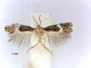  (Ectoedemia leucothorax - RMNH.INS.23879)  @14 [ ] CreativeCommons - Attribution Non-Commercial Share-Alike (2016) E.J. van Nieukerken Naturalis Biodiversity Center