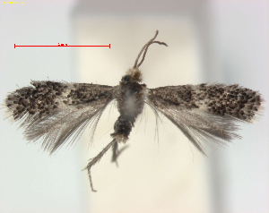  (Ectoedemia pubescivora - RMNH.INS.24007)  @14 [ ] CreativeCommons - Attribution Non-Commercial Share-Alike (2013) Erik J. van Nieukerken Naturalis, Biodiversity Center