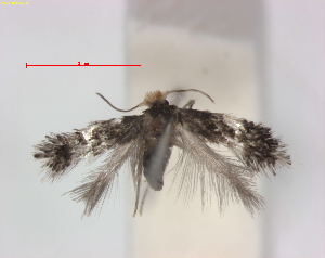  (Ectoedemia erythrogenella - RMNH.INS.24025)  @12 [ ] CreativeCommons - Attribution Non-Commercial Share-Alike (2013) Erik J. van Nieukerken Naturalis, Biodiversity Center