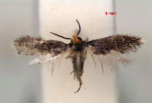  (Ectoedemia nyssaefoliella - RMNH.INS.24214)  @14 [ ] CreativeCommons - Attribution Non-Commercial Share-Alike (2013) Erik J. van Nieukerken Naturalis, Biodiversity Center