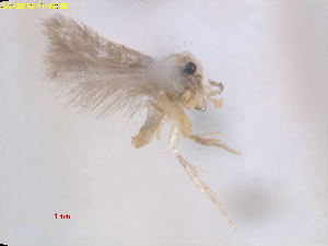  (Stigmella tropicatella - RMNH.INS.24794)  @11 [ ] CreativeCommons - Attribution Non-Commercial Share-Alike  E.J. van Nieukerken Naturalis Biodiversity Center