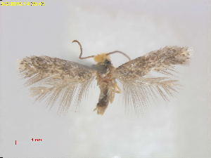  (Fomoria NamibiaEvN4801 - RMNH.INS.24801)  @13 [ ] CreativeCommons - Attribution Non-Commercial Share-Alike  E.J. van Nieukerken Naturalis Biodiversity Center