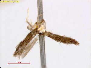  (Stigmella tropicatella - RMNH.INS.24845)  @11 [ ] CreativeCommons - Attribution Non-Commercial Share-Alike  E.J. van Nieukerken Naturalis Biodiversity Center