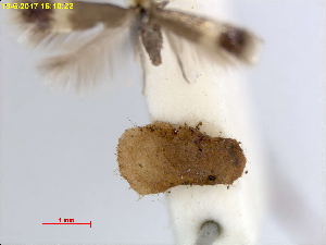  ( - RMNH.INS.24968)  @11 [ ] CreativeCommons  Attribution Non-Commercial Share-Alike (2017) Erik J. van Nieukerken-Nauturalis Unspecified