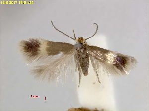  ( - RMNH.INS.24968)  @11 [ ] CreativeCommons  Attribution Non-Commercial Share-Alike (2017) Erik J. van Nieukerken-Nauturalis Unspecified