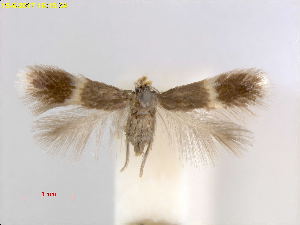  ( - RMNH.INS.24969)  @11 [ ] CreativeCommons  Attribution Non-Commercial Share-Alike (2017) Erik J. van Nieukerken-Nauturalis Unspecified