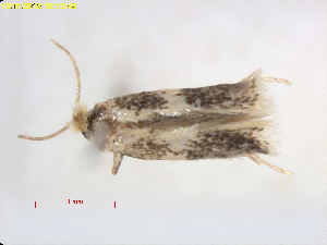  ( - RMNH.INS.25081)  @11 [ ] CreativeCommons  Attribution Non-Commercial Share-Alike (2018) Erik J. van Nieukerken-Nauturalis Naturalis Biodiversity Center
