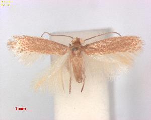  (Trifurcula Pterospartumtridentatum - RMNH.INS.25262)  @11 [ ] CreativeCommons  Attribution (by) (2021) Erik J. van Nieukerken-Naturalis Naturalis Biodiversity Center