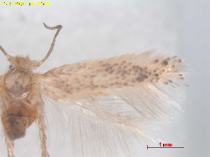  (Acalyptris pistaciae - RMNH.INS.25349)  @11 [ ] CreativeCommons  Attribution (by) (2022) Erik J. van Nieukerken-Naturalis Naturalis Biodiversity Center