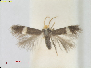  (Stigmella HibiscustiliaceusTaiwan - RMNH.INS.25375)  @11 [ ] CreativeCommons  Attribution (by) (2022) Erik J. van Nieukerken-Naturalis Naturalis Biodiversity Center