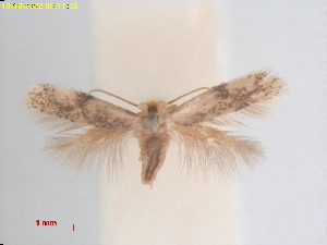  (Acalyptris Liquidambarformosana - RMNH.INS.25386)  @11 [ ] CreativeCommons  Attribution (by) (2022) Erik J. van Nieukerken-Naturalis Naturalis Biodiversity Center