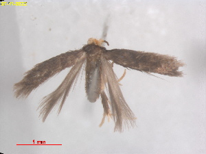  (Stigmella QuercusmyrtifoliaAL - RMNH.INS.25436)  @11 [ ] CreativeCommons  Attribution (by) (2022) Erik J. van Nieukerken-Naturalis Naturalis Biodiversity Center