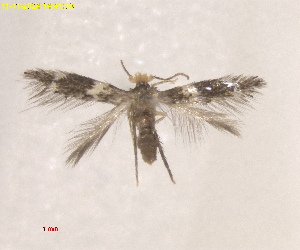  (Acalyptris ScleriaUSA - RMNH.INS.25624)  @11 [ ] CreativeCommons  Attribution (by) (2025) Erik J. van Nieukerken-Naturalis Naturalis Biodiversity Center