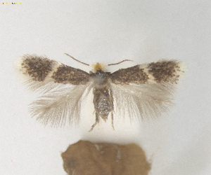  ( - ZSM:Lep:160420)  @11 [ ] CreativeCommons  Attribution (by) (2025) Erik J. van Nieukerken-Naturalis Naturalis Biodiversity Center