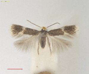  ( - ZSM:Lep:160419)  @11 [ ] CreativeCommons  Attribution (by) (2025) Erik J. van Nieukerken-Naturalis Naturalis Biodiversity Center