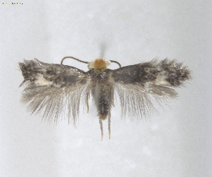  ( - NFRC-2023-07275)  @11 [ ] CreativeCommons  Attribution (by) (2025) Erik J. van Nieukerken-Naturalis Naturalis Biodiversity Center