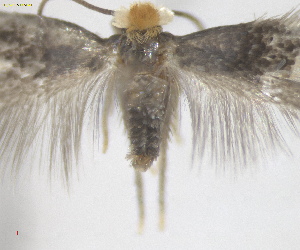  ( - NFRC-2023-07275)  @11 [ ] CreativeCommons  Attribution (by) (2025) Erik J. van Nieukerken-Naturalis Naturalis Biodiversity Center