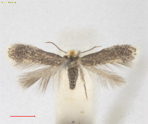  ( - ZSM:Lep:160395)  @11 [ ] CreativeCommons  Attribution (by) (2025) Erik J. van Nieukerken-Naturalis Naturalis Biodiversity Center