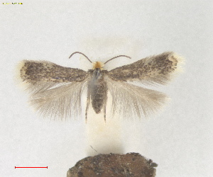  ( - RMNH.INS.25640)  @11 [ ] CreativeCommons  Attribution (by) (2025) Erik J. van Nieukerken-Naturalis Naturalis Biodiversity Center