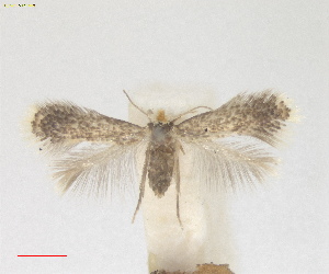  ( - ZSM:Lep:160396)  @11 [ ] CreativeCommons  Attribution (by) (2025) Erik J. van Nieukerken-Naturalis Naturalis Biodiversity Center