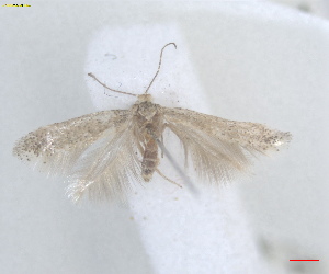  ( - RMNH.INS.25661)  @11 [ ] CreativeCommons  Attribution (by) (2025) Erik J. van Nieukerken-Naturalis Naturalis Biodiversity Center