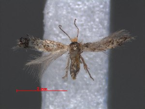  (Ectoedemia ilicis - RMNH.INS.24045)  @13 [ ] CreativeCommons - Attribution Non-Commercial Share-Alike (2013) Erik J. van Nieukerken Naturalis, Biodiversity Center