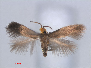  (Stigmella CarexJapan - RMNH.INS.24116)  @13 [ ] CreativeCommons - Attribution Non-Commercial Share-Alike (2013) Erik J. van Nieukerken Naturalis, Biodiversity Center
