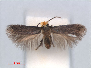  (Stigmella BreyniafruticosaVietnam - RMNH.INS.24166)  @13 [ ] CreativeCommons - Attribution Non-Commercial Share-Alike (2013) Erik J. van Nieukerken Naturalis, Biodiversity Center