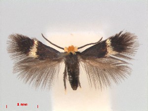  (Stigmella BetulaVietnam - RMNH.INS.24168)  @13 [ ] CreativeCommons - Attribution Non-Commercial Share-Alike (2013) Erik J. van Nieukerken Naturalis, Biodiversity Center