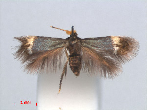  (Stigmella CastanopsisVietnam - RMNH.INS.24175)  @13 [ ] CreativeCommons - Attribution Non-Commercial Share-Alike (2013) Erik J. van Nieukerken Naturalis, Biodiversity Center