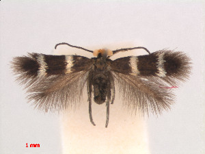  (Enteucha Persicariacapitata - RMNH.INS.24183)  @14 [ ] CreativeCommons - Attribution Non-Commercial Share-Alike (2013) Erik J. van Nieukerken Naturalis, Biodiversity Center