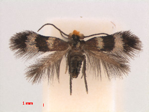  (Enteucha PersicariaposumbuVietnam - RMNH.INS.24184)  @14 [ ] CreativeCommons - Attribution Non-Commercial Share-Alike (2013) Erik J. van Nieukerken Naturalis, Biodiversity Center