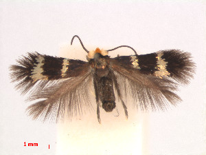  (Enteucha PersicariachinensisVietnam - RMNH.INS.24185)  @13 [ ] CreativeCommons - Attribution Non-Commercial Share-Alike (2013) Erik J. van Nieukerken Naturalis, Biodiversity Center