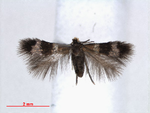  (Enteucha PersicariachinensisTw - RMNH.INS.24327)  @13 [ ] CreativeCommons - Attribution Non-Commercial Share-Alike (2013) Erik J. van Nieukerken Naturalis, Biodiversity Center