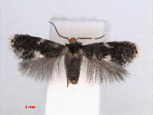  (Ectoedemia platanella - RMNH.INS.24341)  @13 [ ] CreativeCommons - Attribution Non-Commercial Share-Alike (2013) Erik J. van Nieukerken Naturalis, Biodiversity Center