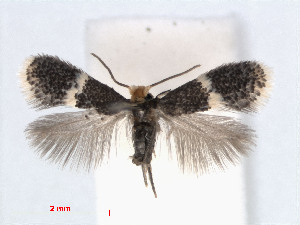  (Ectoedemia spiraeae - RMNH.INS.24392)  @14 [ ] CreativeCommons - Attribution Non-Commercial Share-Alike (2013) Erik J. van Nieukerken Naturalis, Biodiversity Center