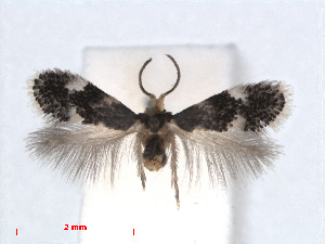  (Ectoedemia trinotata - RMNH.INS.24397)  @14 [ ] CreativeCommons - Attribution Non-Commercial Share-Alike (2013) Erik J. van Nieukerken Naturalis, Biodiversity Center