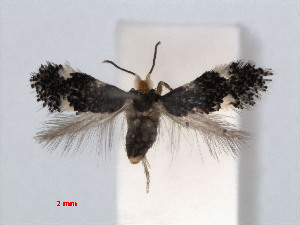  (Ectoedemia trinotata - RMNH.INS.24398)  @14 [ ] CreativeCommons - Attribution Non-Commercial Share-Alike (2013) Erik J. van Nieukerken Naturalis, Biodiversity Center