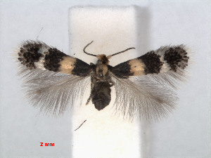  (Stigmella rhamnicola - RMNH.INS.24411)  @14 [ ] CreativeCommons - Attribution Non-Commercial Share-Alike (2013) Erik J. van Nieukerken Naturalis, Biodiversity Center