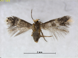  (Ectoedemia ChinaEvN4494 - RMNH.INS.24497)  @14 [ ] CreativeCommons - Attribution Non-Commercial Share-Alike (2015) Unspecified Naturalis Biodiversity Centre