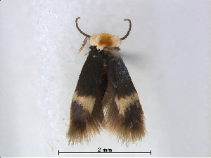  (Stigmella albilamina - RMNH.INS.24498)  @13 [ ] CreativeCommons - Attribution Non-Commercial Share-Alike (2015) Unspecified Naturalis Biodiversity Centre