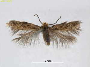  (Stigmella PlagianthusNZ - RMNH.INS.24517)  @14 [ ] CreativeCommons - Attribution Non-Commercial Share-Alike (2015) Unspecified Naturalis Biodiversity Centre