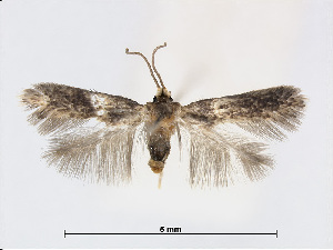  (Zimmermannia longicaudella - RMNH.INS.24536)  @14 [ ] CreativeCommons - Attribution Non-Commercial Share-Alike (2015) Unspecified Naturalis Biodiversity Centre