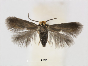  (Stigmella nireae - RMNH.INS.24718)  @14 [ ] CreativeCommons - Attribution Non-Commercial Share-Alike (2015) Unspecified Naturalis Biodiversity Centre