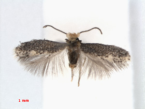  (Glaucolepis chretieni - RMNH.INS.24349)  @13 [ ] CreativeCommons - Attribution Non-Commercial Share-Alike (2013) Erik J. van Nieukerken Naturalis, Biodiversity Center