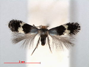  (Glaucolepis saccharella - RMNH.INS.24405)  @14 [ ] CreativeCommons - Attribution Non-Commercial Share-Alike (2013) Erik J. van Nieukerken Naturalis, Biodiversity Center