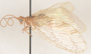  (Micromus paganus - TR00262)  @14 [ ] Copyright (2011) T.Rintala Finnish Environment Institute